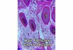 Budget 🔔 World’s Most Powerful Clip-On Microscope Kit by ScienceWiz 👍 -Outdoor Living shop 207184 z3