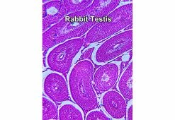 Budget 🔔 World’s Most Powerful Clip-On Microscope Kit by ScienceWiz 👍 -Outdoor Living shop 207184 z5